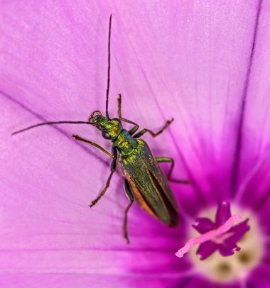 Ignicapillus en Hamelin: Fauna  (Mediona), Chrysanthia viridissima (Linnaeus, 1758), Coleóptero sp sobre fondo magenta
Foto bien reciente, de ayer (21-6-20...