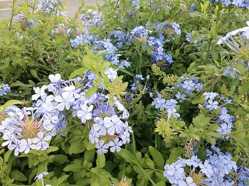 Valeria.JuRo en Hamelin: Flora  (San Luis Potosí), Plumbago auriculata