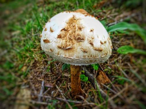 Mivilor68 en Hamelin: Observación  (Ponferrada), #setas 