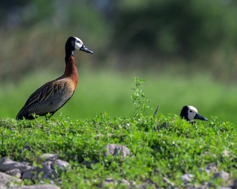 Marcos en Hamelin: Fauna  (Villa del Dique), Dendrocygna viduata (Linnaeus, 1766), Dendrocygna viduata o Siriri pampa #patos #villadeldique #bullones #cord...