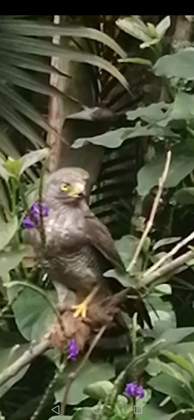 Bibianafrancop en Hamelin: Fauna  (Envigado), Ese dia estaba feliz en Envigado disfrutando de esra hermosa ave. 
