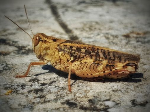 Eva.160968 en Hamelin: Fauna  (Kršan), #insectos #naturaleza 