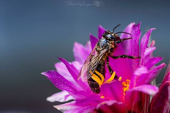 Florentinoeugenio en Hamelin: Flora  (Vespella de Gaià), #abeja 