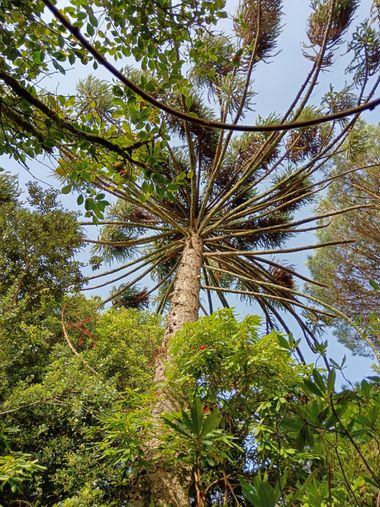 Susandresro en Hamelin: Flora  (Meis), Araucaria angustifolia