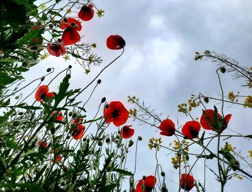 Ygermayn en Hamelin: Flora, Flor#flores#amapolas#campo#