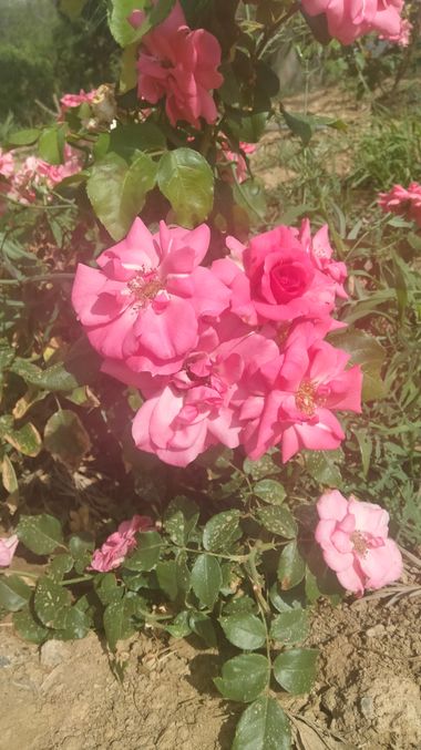 Solerantonio2 en Hamelin: Flora  (Almeria), Rosas de jardin