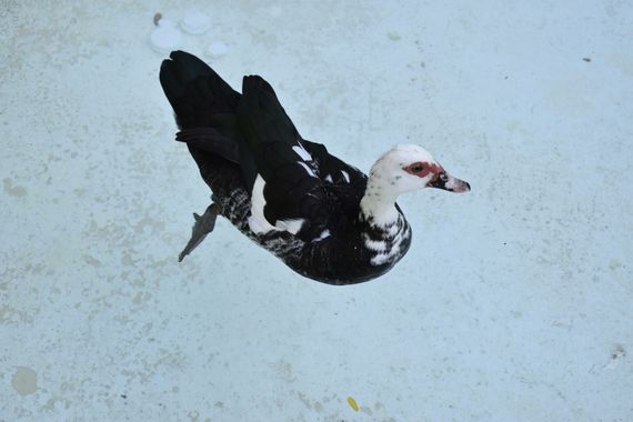Solerantonio2 en Hamelin: Fauna  (Almería), Cairina moschata var. domestica, Ave