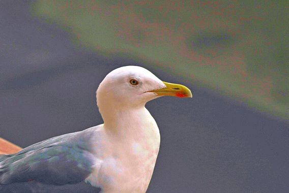 Gulliver1956 en Hamelin: Fauna  (Marsella), Larus michahellis J.F.Naumann, 1840, Gaviota patiamarilla (Larus michahellis).
Es la gaviota más grande delas q...