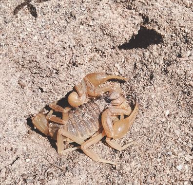 Solerantonio2 en Hamelin: Fauna  (Almería), Escorpión comun