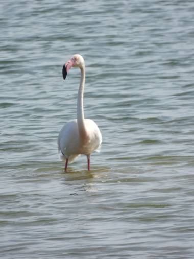 Georginaag en Hamelin: Fauna  (Malgrat de Mar), Phoenicopterus roseus Pallas, 1811, #flamencomun #fauna #aves 