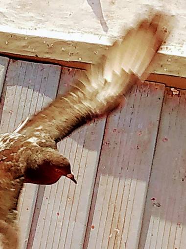 GrachuV. en Hamelin: Fauna, El vuelo...