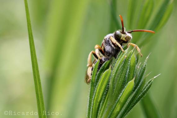 Rricoparrillas en Hamelin: Fauna  (Dosrius)