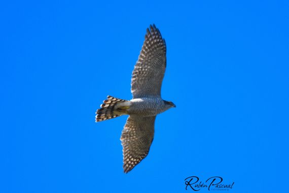 Rubén Pascual Fotógrafo en Hamelin: Fauna  (Madrid), Accipiter gentilis (Linnaeus, 1758), Azor en vuelo