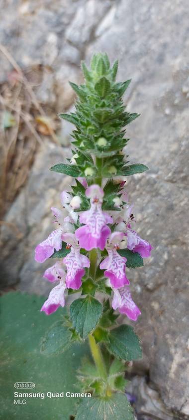 Apasnau75 en Hamelin: Flora  (Ardales), Stachys circinata, Una de las preciosidades florales que vi haciendo el Caminito del Rey.