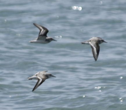 Solerantonio2 en Hamelin: Fauna  (El Pocico), Calidris alba (Pallas, 1764), Aves