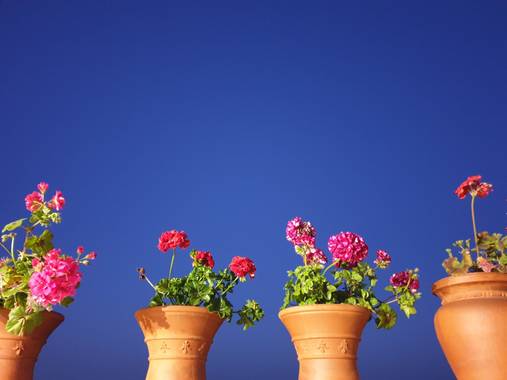S.- en Hamelin: Flora  (Serra), Pelargonium zonale, Este #azul es #real #💙

#Ainssss #CosasBonitas #DíaDuro #HemosPencadoUnMontón #Regalos #Amigos  #Hogar...