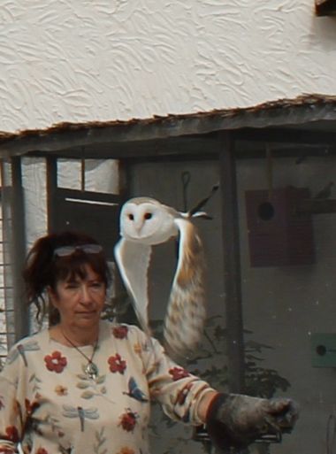 ezequiel.eleno.alonso en Hamelin: Fauna, Tyto alba (Scopoli, 1769), #animales en vuelo