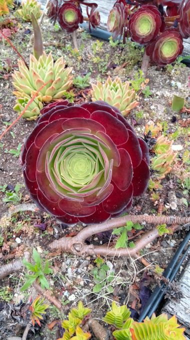 Solerantonio2 en Hamelin: Flora  (Almeria), Planta