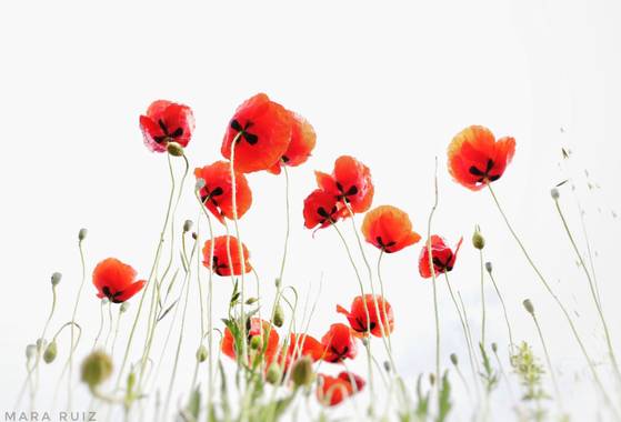 Mararuizasensio en Hamelin: Flora  (Marbella), Bailarinas 
#ParquesyJardines #amapolas #poppies #huaweiphotography #p30pro #rojo #jardin #red #flora21 
