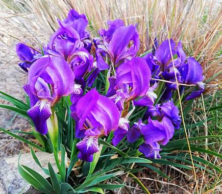 Helenbell33 en Hamelin: Flora  (Borriol), #floresdelamontaña
#desiertodelaspalmas
#castellon 
