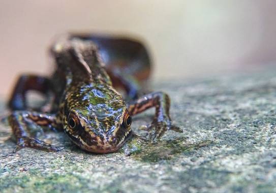 Eritz.cortazar en Hamelin: Fauna  (Bilbao), Tritón palmeado🦎

Ejemplares de tritón palmeado. Suelen tener tamaños entorno a 8-10 cm de longitud. Se pueden...