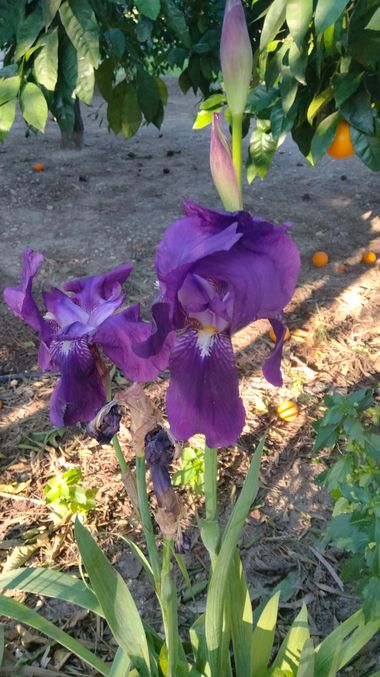 Solerantonio2 en Hamelin: Flora  (Valle de Ricote), Planta
