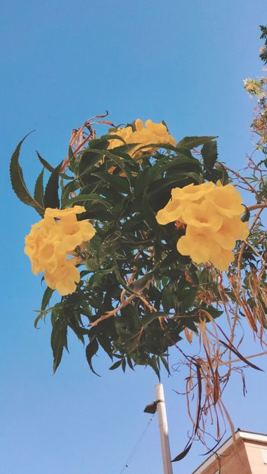 Solerantonio2 en Hamelin: Flora  (Motril), Tecoma stans, Planta