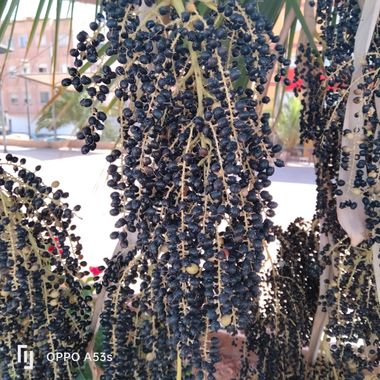 Solerantonio2 en Hamelin: Flora  (Almería), Planta