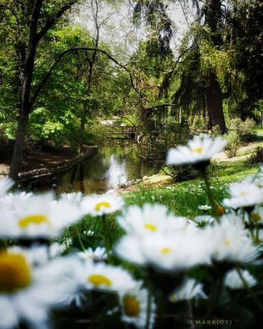 MARK(OS) - Mis fotos de Madrid en Hamelin: Paisaje  (Madrid), Feliz Domingo de Resurrección... ¡de la Primavera!

#madrid #primavera #spring #margaritas #s...