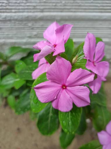 Pisc.LopezMarce en Hamelin: Flora  (Tame), Catharanthus roseus, #floracolombiana 
#hamelin21 
#photooftheday 