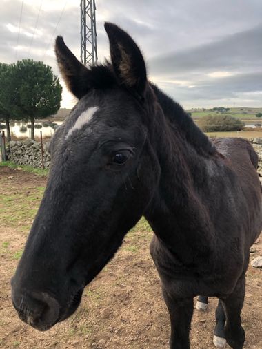 Info en Hamelin: Fauna, Atila, potro en el campo Extremeño, raza española 