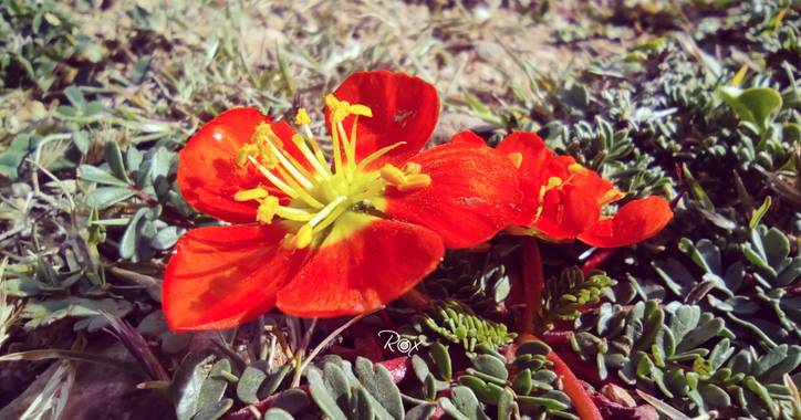 Vzroxana en Hamelin: Flora  (Tomayapo (El Puente)), #Tarija