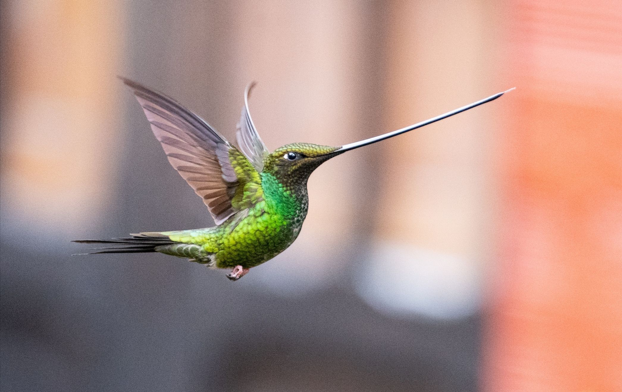 “Colibrí picoespada" (Ensifera ensifera)