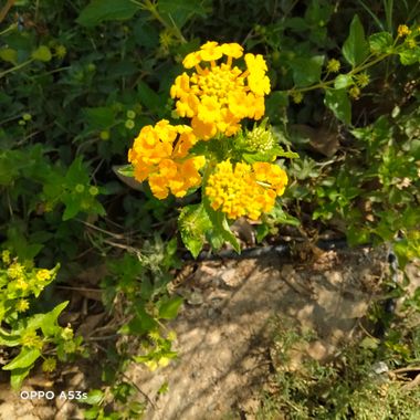 Solerantonio2 en Hamelin: Flora  (Almería), Planta