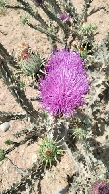 Solerantonio2 en Hamelin: Flora  (Cabo de Gata), Planta