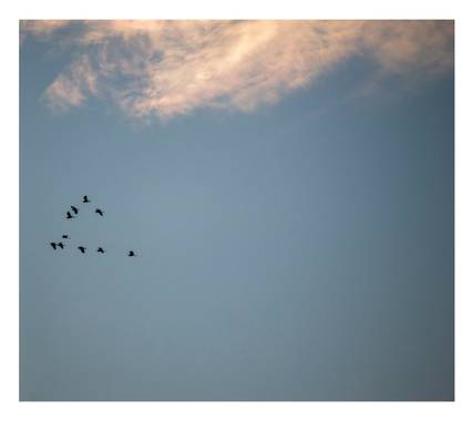 lycumart en Hamelin: Fauna  (Playa), #fly #sky #cielo #volar #freedom #libertad #respetoanimal #noalmaltratoanimal #bird #comunitatvalenciana 