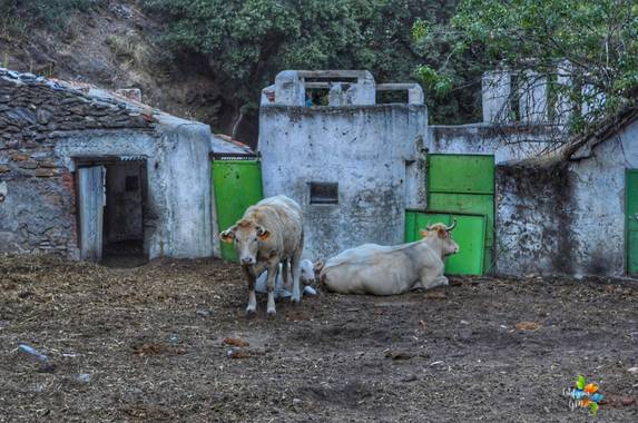 Salambina en Hamelin: Fauna  (Lugros), Ganado de La Dehesa del Camarate #Bosqueencantado #dehesadelcamarate #fauna #otoño #bosque #animales #vacas #toros #...