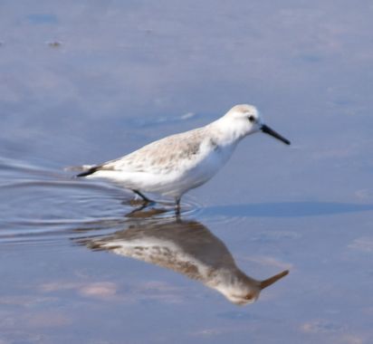 Solerantonio2 en Hamelin: Fauna  (Níjar), Calidris alba (Pallas, 1764), Ave