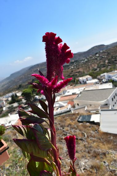 Solerantonio2 en Hamelin: Flora  (Felix), Celosia argentea, Planta