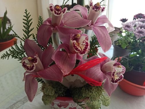 fernandezboix en Hamelin: Flora, Cymbidium spp., #