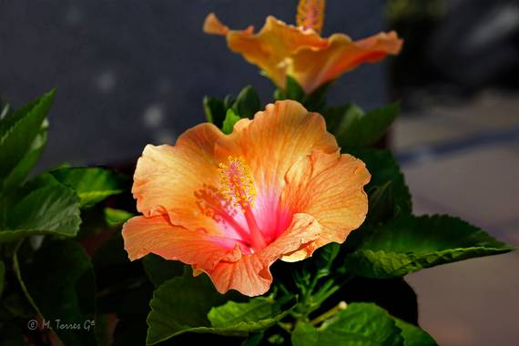 manuel.torres1 en Hamelin: Flora  (El Vendrell), Hibiscus rosa-sinensis, Hibiscos color salmón entre tenues rayos de sol.