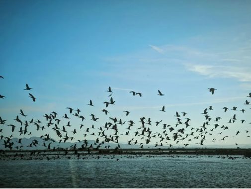 Miguel Beneyto en Hamelin: Fauna  (el Saler), Plegadis falcinellus (Linnaeus, 1766), Aves en L'Albufera #valencia #miguelbeneyto #albufera #aves #aus #lalb...