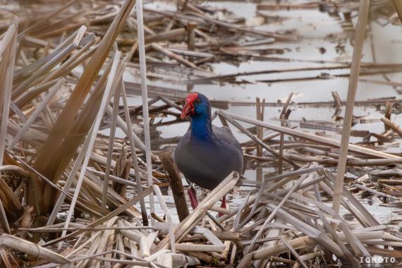 Ignoto en Hamelin: Fauna  (La Puebla del Río)