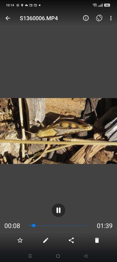 urihuetor en Hamelin: Fauna, Alguien podría decirme la especie de saltamontes que es? 