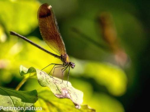 Petitmón en Hamelin: Fauna  (Orpí), Espiadimonis.
#fauna