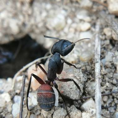 Gustavo Adolfo. en Hamelin: Fauna, Es de las hormigas más grandes de Europa. Pertenece a las llamadas hormigas madereras o carpinteras. Roe la madera para...
