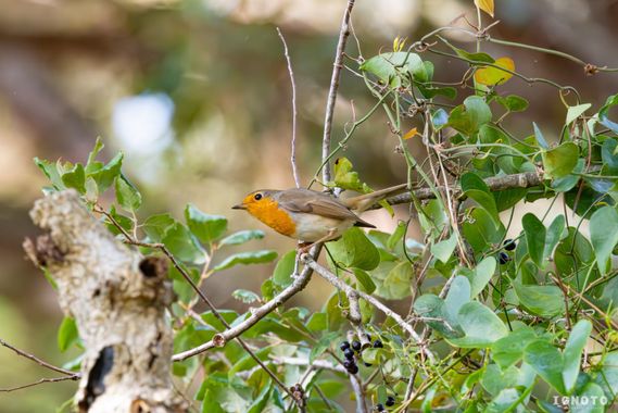 Ignoto en Hamelin: Fauna  (El Condado), Erithacus rubecula (Linnaeus, 1758)