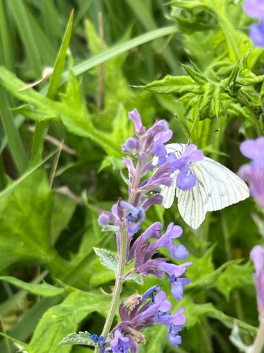 Eudimer20 en Hamelin: Flora, #flower #plants