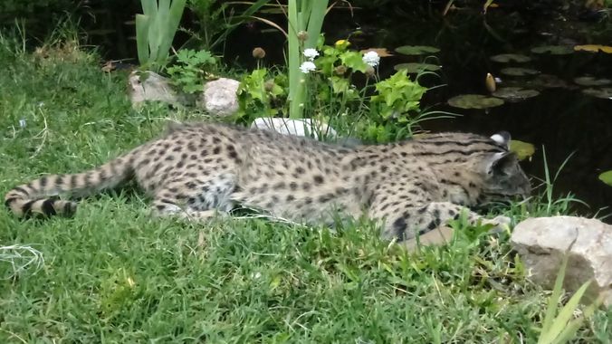silviosarco en Hamelin: Fauna  (General Viamonte)