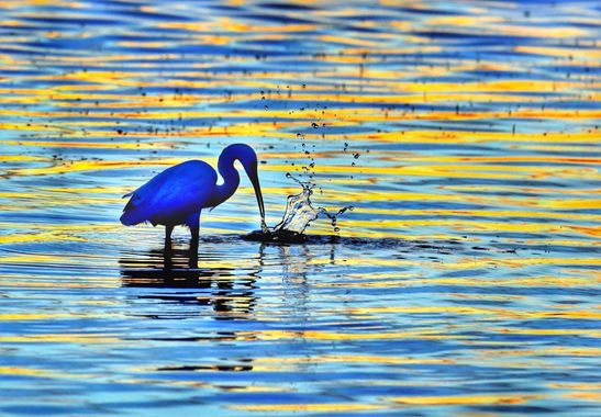 Rafaelcastillo59 en Hamelin: Fauna  (San Pedro del Pinatar), Egretta garzetta (Linnaeus, 1766), Garceta común pescando  al atardecer. San Pedro del Pinatar...